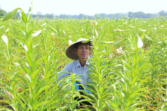 Người dân Huế thu hàng chục triệu đồng mỗi vụ hoa loa kèn